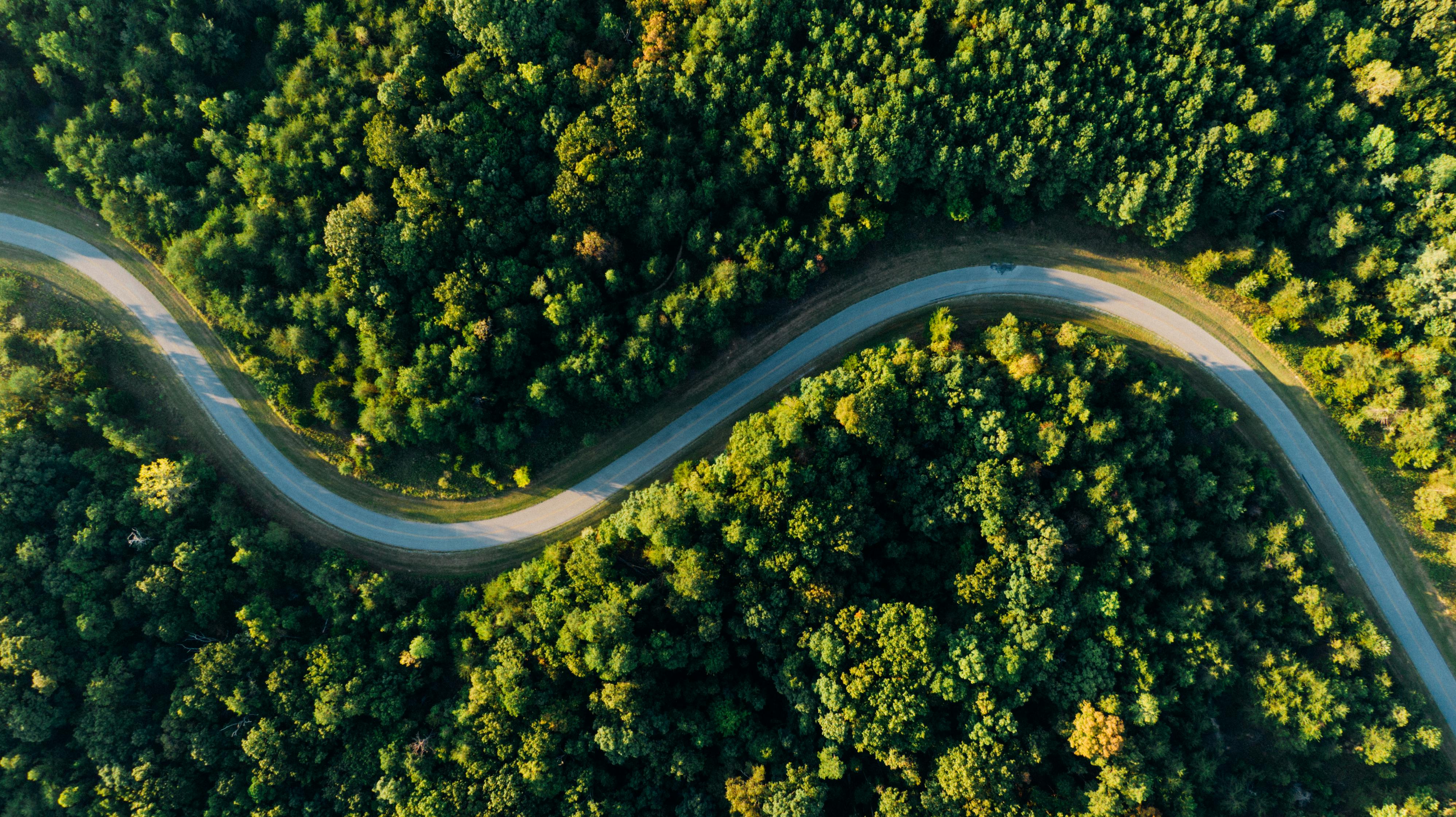 A winding road through a green forest